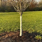 Tree Protector Wrap 328ft Tree Wrap Protect Bark  Reusable Protection Breathable