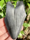 Natural Beautiful 3 09    Megalodon Tooth Fossil Shark Teeth