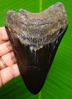 Megalodon Shark Tooth Real Fossil - 4 30    Shark Teeth Specimen No Restorations