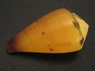 Rarely Seen   conus Vexillum 32 9mm gem philippines Seashell