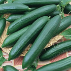 50  Cucumber Seeds -- Tendergreen Burpless -- English Cucumber