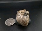 Real Fossil Dinosaur Egg Baby Alligator Snapper Embro Permineralized 