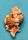 Phyllonotus Pomum     Apple Murex     Pulley Ridge     76 9mm