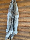 Eastern Coyote Fur  Tanned Pelt  Quality Hides  Xxl Size  Craft  Leather  Sewing
