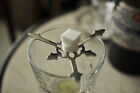 Star Absinthe Grille  spoon    10 Sugar Cubes   Free Shipping    