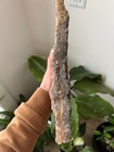 Museum Quality Silurian Crinoid Scyphocrinites  sea Lily  Fossil Plate - Morocco