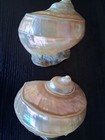 Huge Turbo Marmoratus Polished Pair 7 Inches England Mothet Of Pearl Shell