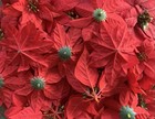 Lot Of Red Artificial Faux Silk Poinsettias Flowers 300  Blossoms  No Stems