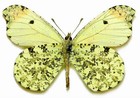 Pieridae Anthocharis Limonea     male  Nr  2      Mexico papered 