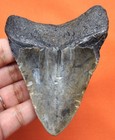 Megalodon Shark Tooth - Real Fossil - 3 42 - Shark Teeth - No Restorations