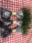 Wedding Favors  45  Evergreen Pine Starter Seedlings Bundle Diy Free Shipping