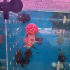 Aaa Flowernhorn  Live Fish Bigkok Supper Red Male Size 5 