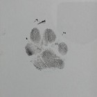 Clean Touch Ink Pad For Paw Prints  Handprints   Footprints
