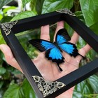 Real Framed Blue Butterfly Moth Insect Shadow Box For Moms Who Love Nature An   