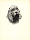 Antique Otterhound Print 1935 Wardle Otterhound Illustration Art Cfw 5783d