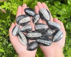 1  X Orthoceras Fossil  Fossilized Ancient Cephalopod  465  Million Years Old 