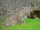 Cat-o-tonic  Bobcat Lure 1oz   Trap Trapping 