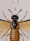 Antique 1840s Copper Engraving Georges Cuvier Sawflies Plate 108