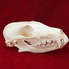 Stock Real Fox Skull Taxidermy Real Bone Skeleton Halloween Desktop Ornament