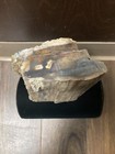 Petrified Wood Log slab Tree Fossil Art Display Fresh Estate Yard 5 Pounds 6in
