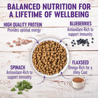 Wellness Complete Health Small Breed Dry Puppy Food  Turkey  Oatmeal   Salmon Me