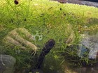 Buy 2 Get 1 Free Guppy Grass Najas Guadalupens Aquarium Plants - Home Grown