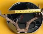 Whitetail Deer Antler Rack European Mount 8-point Shed Taxidermy Craft Decor