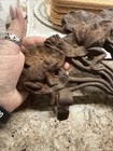 Antique Cast Iron Frog Lilly Pads 12   Inch Ornate Garden Decor Art Nouveau