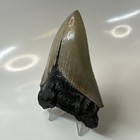 Megalodon Shark Tooth 4 19 Inch - Sharp - Serrated Fossil - Authentic 20406