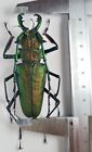 Cerambycidae Prioninae Psalidognathus Friendi Colombia 74 Mm