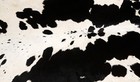 New Cowhide Rugs Area Cow Skin Leather 11 94 Sq feet  43 x40   Cow Hide U-1023