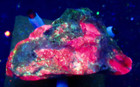 Eucryptite  sw Uv   - Parker Mountain Mine  - C  Strafford  New Hampshire