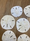 Lot Of 8 Assorted Sand Dollar Sea Shells Natural Ocean Beach House Decor