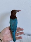 Taxidermy Birds For Sale Halcyon Smyrnensis