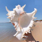 Large White Murex Ramosus Natural Conch Seashell Rare Real Aquarium 7 - 9  Huge