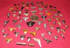 Lot Of 70  Grade A Florida Fossil Shark Teeth Tooth Beach Finds Meg Era Tiger Qq