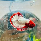 Plakat Red Fancy Copper Male Betta