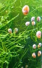 20 Pink  Pearl   Amber Ramshorn Snails   Free Plant Live Freshwater Algae Eaters
