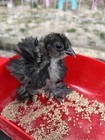 Fertile Hatching Chicken Eggs Multiple Colors  Full Size  Mixed Variety Breeds