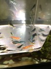 Neocaridina Shrimp Culls --- 15 3 Shrimp --- Lots Of Blues  Greens  Some Reds  