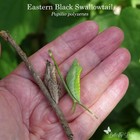 Eastern Black Swallowtail Chrysalis  live 