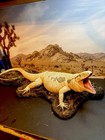 Taxidermy Mount Rare Albino Tegu Lizard Related Reptile Snake Exotic