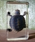 Best Quality Real Turtle In Resin  Oddities  Curiosities  Trachemys Scripta