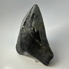 Megalodon Shark Tooth 5 38 Inch Huge - Serrated Fossil - Authentic - Real 19425