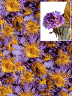 25g Blue Lotus Nymphaea Caerulea Dried Flowers 100  Organic Egyptian Lotus