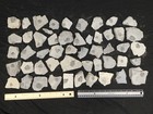 Giant Lot Of Fifty 100  Natural Elrathia Trilobite Fossils In Matrix Utah 2969gr