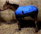 Foal Adjustable Winter Heavyweight Blanket - 600d - 250 Grams - 4 Colors