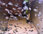 Baby Gb Kamfa Flowerhorn Fry - Buy 1 Get 1 Free - Fast Us Shipping