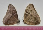 Morpho Aurora Male   Female A1 Unmounted Wings Closed From Peru 