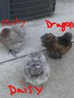 12 Fertilized Silkiem  Bantam Cochin    Satin  smooth frizzle  Small Chicken Eggs